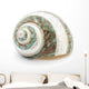 Sea Shell Wall Decal