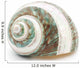 Sea Shell Wall Decal