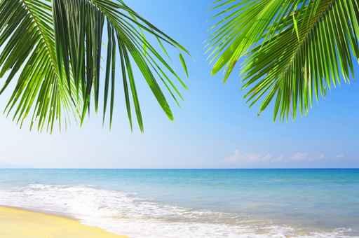 Tropic Surf Wall Decal