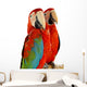 Green-winged Macaw 