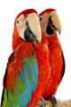Green-winged Macaw 