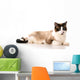 Ragdoll Cat Wall Decal