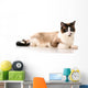 Ragdoll Cat Wall Decal