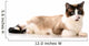 Ragdoll Cat Wall Decal