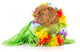 Hula Dog Wall Decal