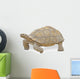 Close up of Large Tortoise 