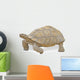 Close up of Large Tortoise 