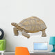 Close up of Large Tortoise 