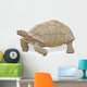 Close up of Large Tortoise 