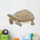 Close up of Large Tortoise 