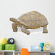 Close up of Large Tortoise 