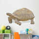 Close up of Large Tortoise 