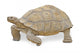 Close up of Large Tortoise 