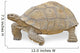 Close up of Large Tortoise 
