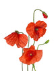 bunch of wild red poppy flowers on white Wall Decal