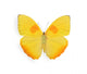Yellow butterfly isolated on white 