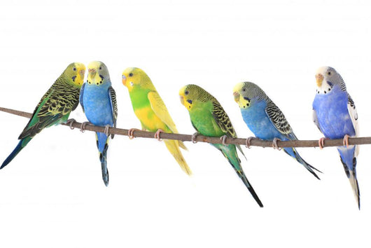 Budgie Wall Decal