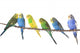 Budgie Wall Decal