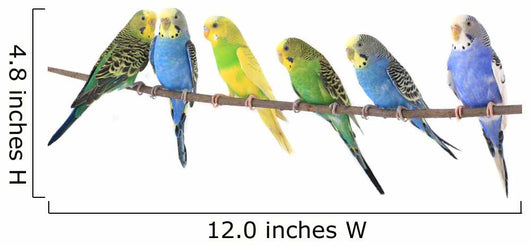 Budgie Wall Decal