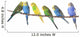 Budgie Wall Decal