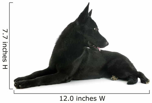 Black German Shepherd 