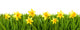 Daffodil Easter Hedge Wall Decal