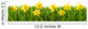 Daffodil Easter Hedge Wall Decal