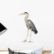 Grey Heron standing, Ardea Cinerea, 5 years old 