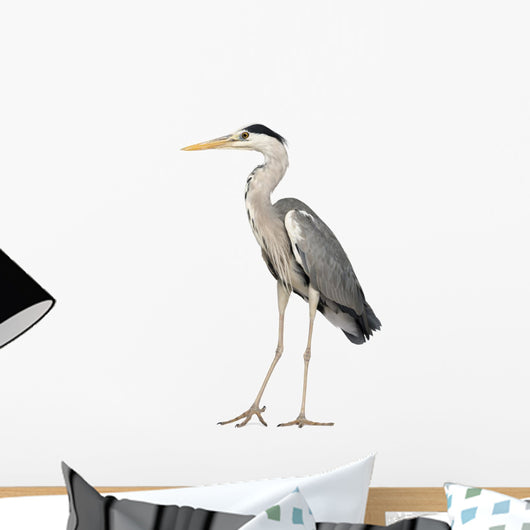 Grey Heron standing, Ardea Cinerea, 5 years old 