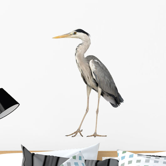 Grey Heron standing, Ardea Cinerea, 5 years old 