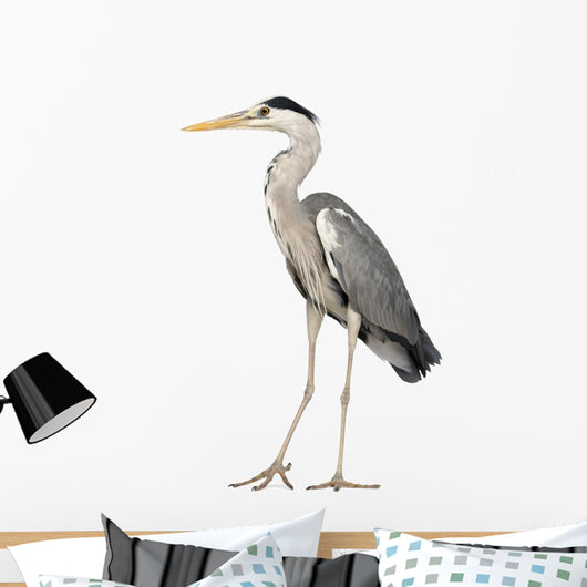 Grey Heron standing, Ardea Cinerea, 5 years old 