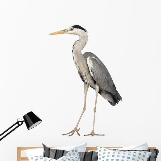 Grey Heron standing, Ardea Cinerea, 5 years old 