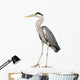Grey Heron standing, Ardea Cinerea, 5 years old 