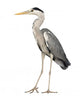 Grey Heron standing, Ardea Cinerea, 5 years old 
