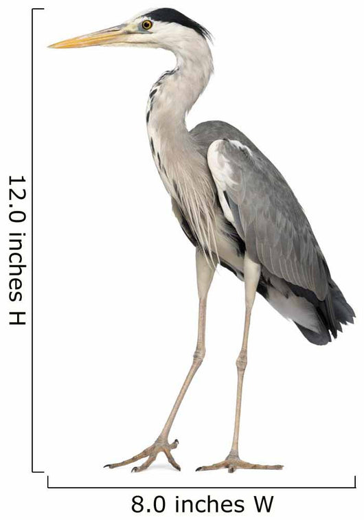 Grey Heron standing, Ardea Cinerea, 5 years old 