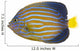 Northern Angelfish Wall Decal