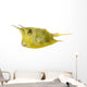 Longhorn Cowfish, Lactoria Cornuta, Isolated on White Wall Decal