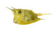 Longhorn Cowfish, Lactoria Cornuta, Isolated on White Wall Decal