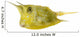 Longhorn Cowfish, Lactoria Cornuta, Isolated on White Wall Decal