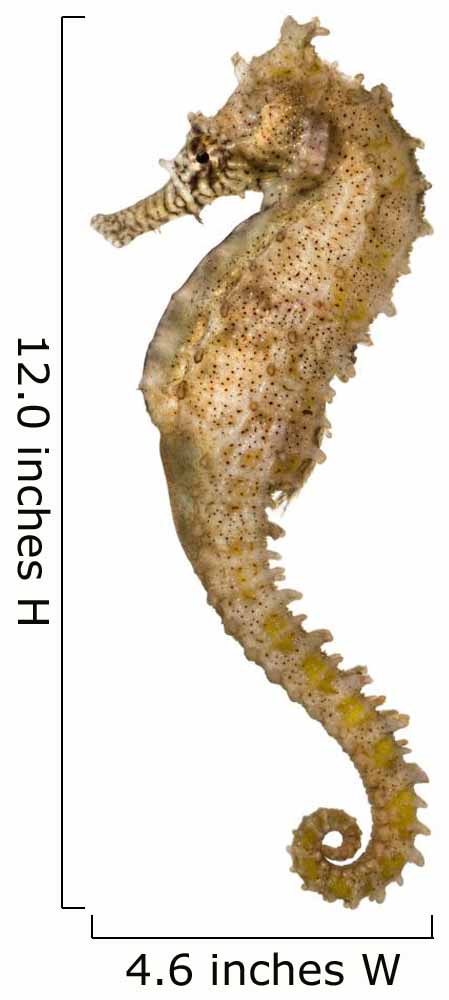 Side view of a Common Seahorse, Hippocampus kuda 