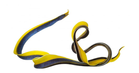 Ribbon Eel Wall Decal