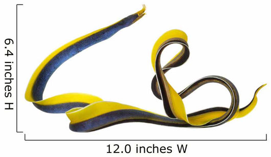 Ribbon Eel Wall Decal