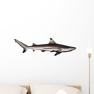 Blacktip Reef Shark Wall Decal shown on a wall