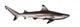 Blacktip reef shark Wall Decal