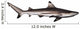 Blacktip reef shark Wall Decal