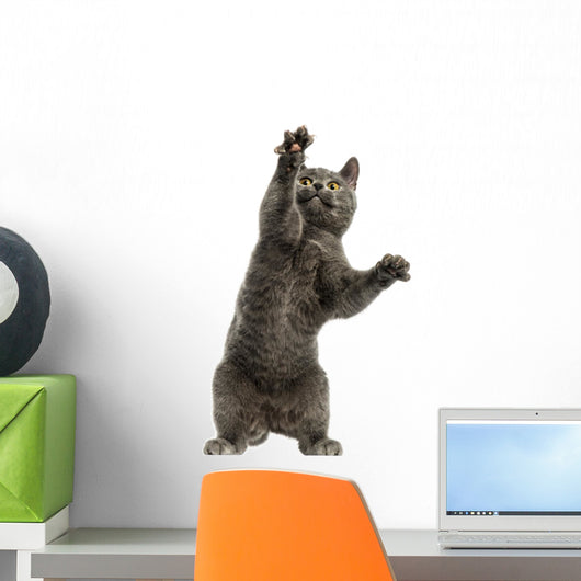 Front View of a Chartreux Kitten on Hind Legs, Pawing up 
