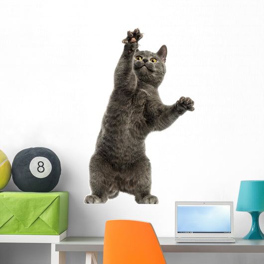 Front View of a Chartreux Kitten on Hind Legs, Pawing up 