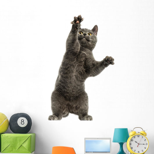 Front View of a Chartreux Kitten on Hind Legs, Pawing up 