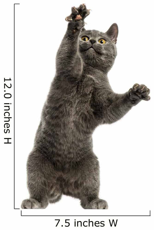 Front View of a Chartreux Kitten on Hind Legs, Pawing up 