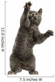 Front View of a Chartreux Kitten on Hind Legs, Pawing up 